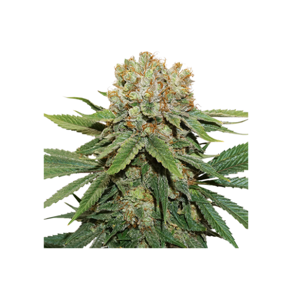 THIN MINT CRACK FEM X3-SEEDSTOCKERS