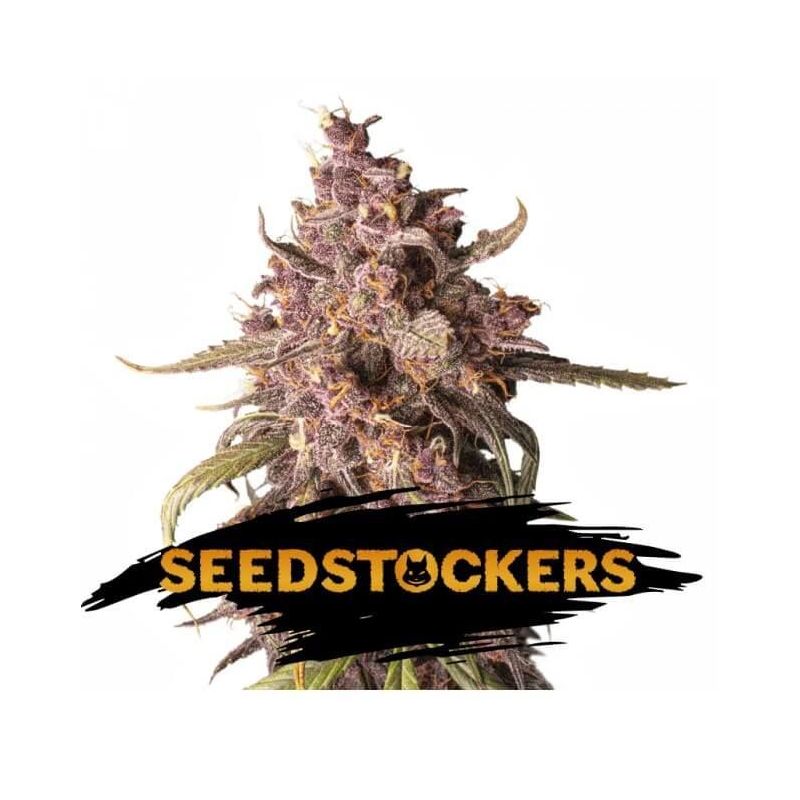 Seed Stockers Purple Punch Auto X3