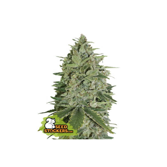 SUPER SKUNK  FEM X3-SEEDSTOCKERS