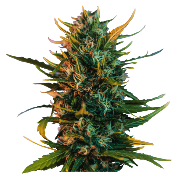 HIGH FREQUENCY FEM X4 - BEAT SEEDS