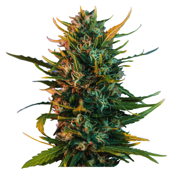 Beat Seeds High Frequency Auto X4