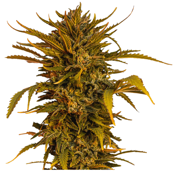 EQUALIZE AUTO X4 - BEAT SEEDS