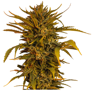 EQUALIZE FEM X4 - BEAT SEEDS