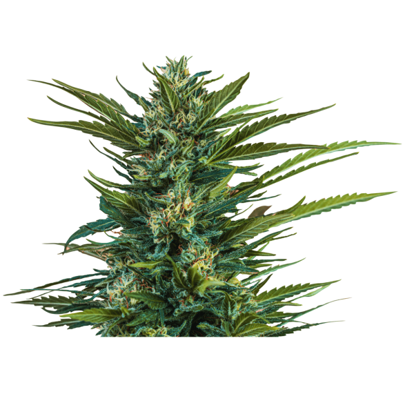 LOW FREQUENCY AUTO X4 - BEAT SEEDS