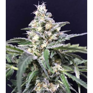 AMAZON AUTO X5-RKIEM SEEDS