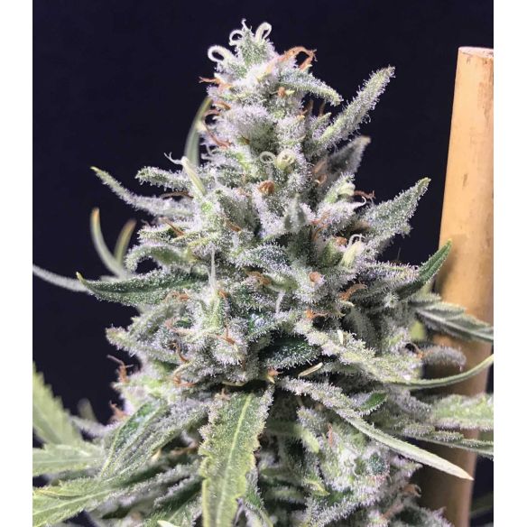 THUNDER AUTO X1-RKIEM SEEDS