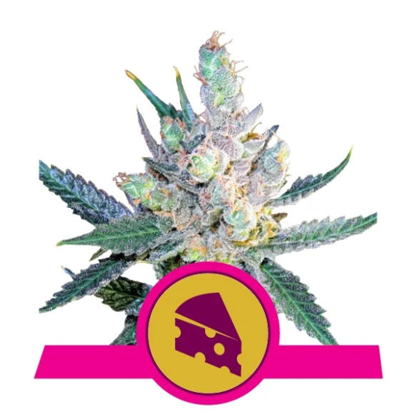 Royal Queen Seeds Royal Cheese Fast Fem X3