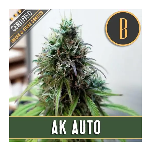 Blimburn Seeds AK Auto X3