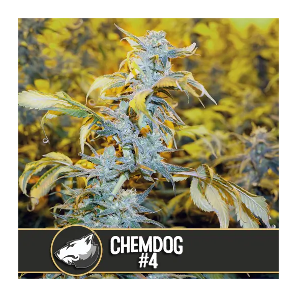 Blimburn Seeds Chemdog N°4 Fem X3