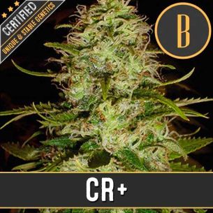 CR + FEM X3-BLIMBURN SEEDS