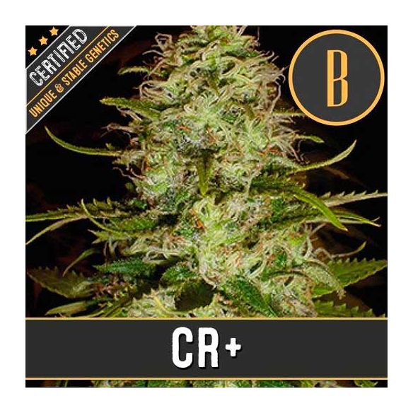 Blimburn Seeds CR + Fem X3
