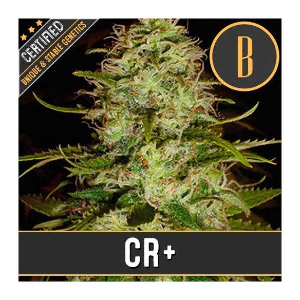 CR + FEM X3-BLIMBURN SEEDS