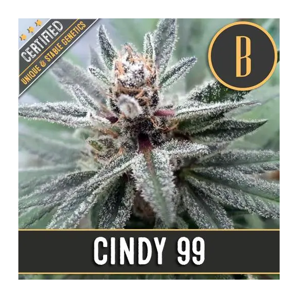 Blimburn Seeds Cindy's 99 Fem X3