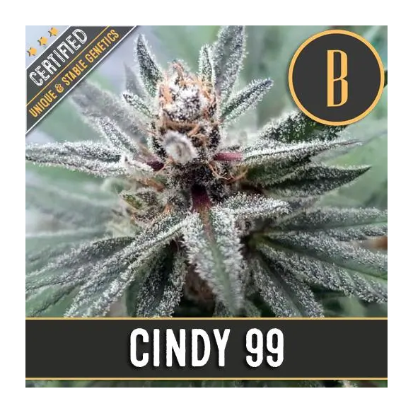 CINDY'S 99 FEM X3 -BLIMBURN SEEDS