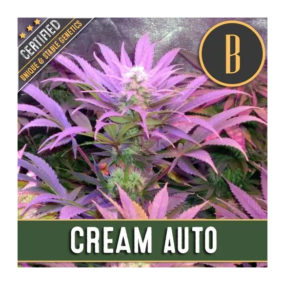 Blimburn Seeds Cream Auto X3