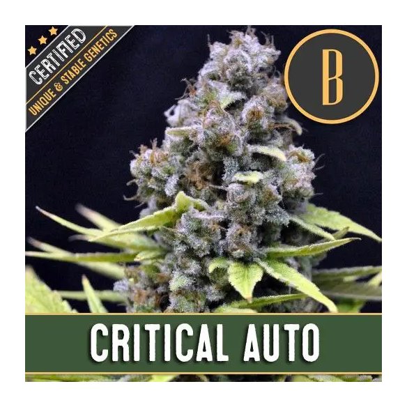 Blimburn Seeds Critical Auto X3