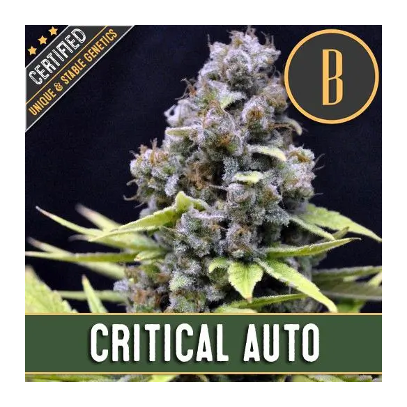 CRITICAL AUTO X3 -BLIMBURN SEEDS