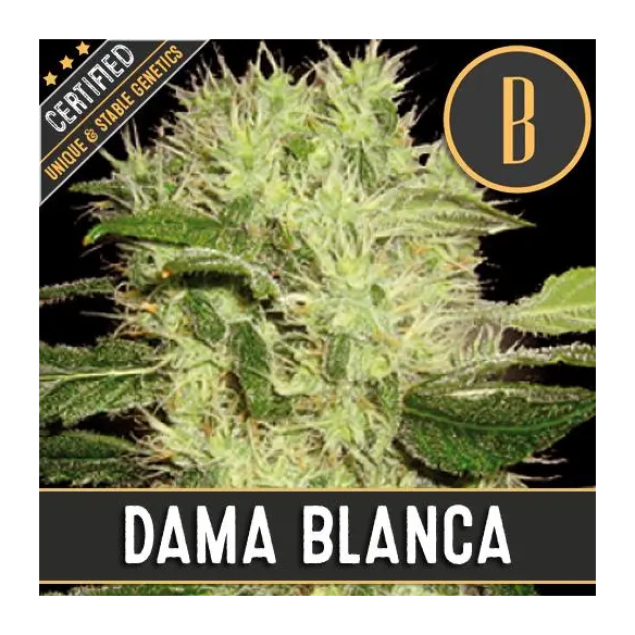 DAMA BLANCA FEM X3 -BLIMBURN SEEDS