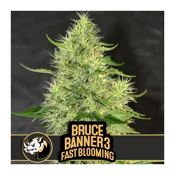 Blimburn Seeds Bruce Banner 3 Fast Blooming Fem X3