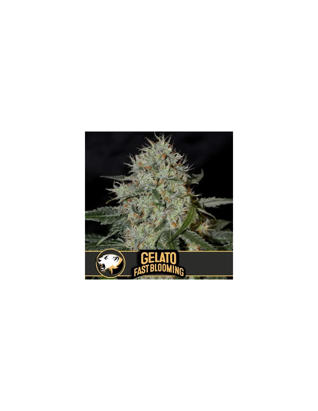Gelato FEM. Pack X3 Seeds - SMB : : Garden