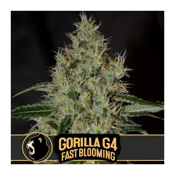 Blimburn Seeds Gorilla Glue G4 Fast Blooming Fem X3