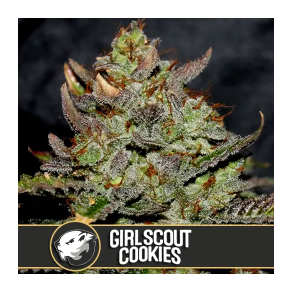 GIRL SCOUT COOKIES FEM X3 -BLIMBURN SEEDS