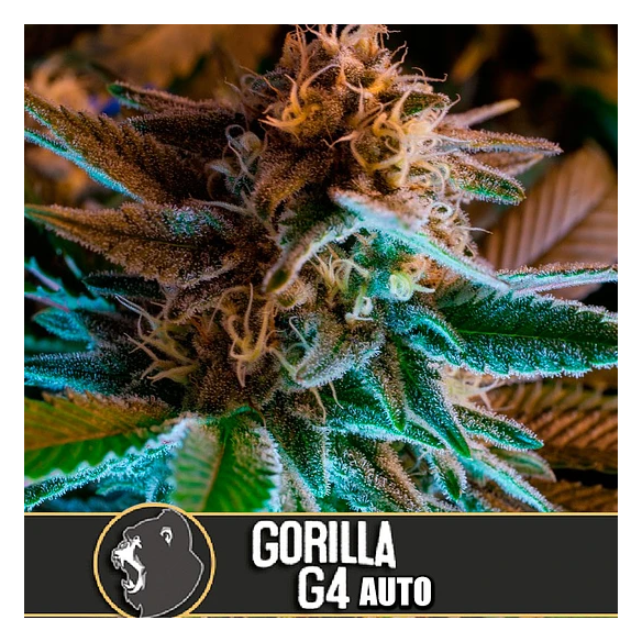 GORILLA G4 AUTO X3 -BLIMBURN SEEDS