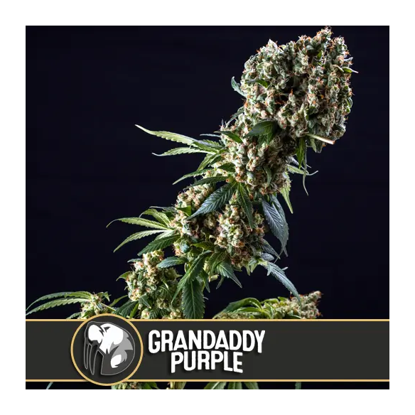 Blimburn Seeds Grandaddy Purple Fem X3