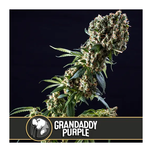 GRANDADDY PURPLE FEM X3 -BLIMBURN SEEDS