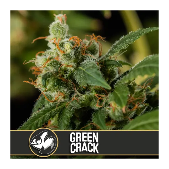 Blimburn Seeds Green Crack Fem X3