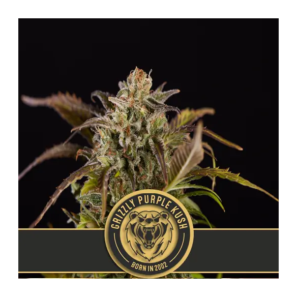 GRIZZLY PURPLE KUSH FEM X3 -BLIMBURN SEEDS