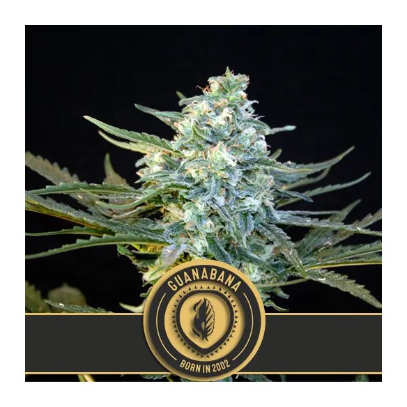 GUANABANA FEM X3 -BLIMBURN SEEDS