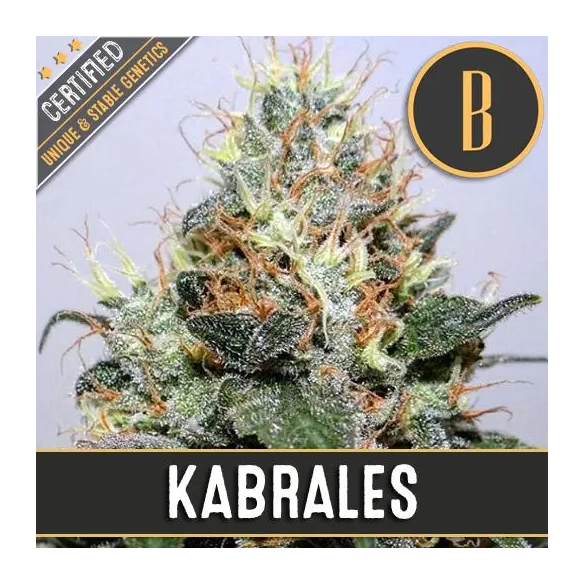 KABRALES FEM X3 -BLIMBURN SEEDS