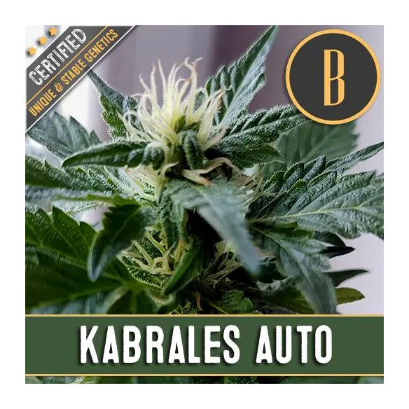 KABRALES AUTO X3 -BLIMBURN SEEDS