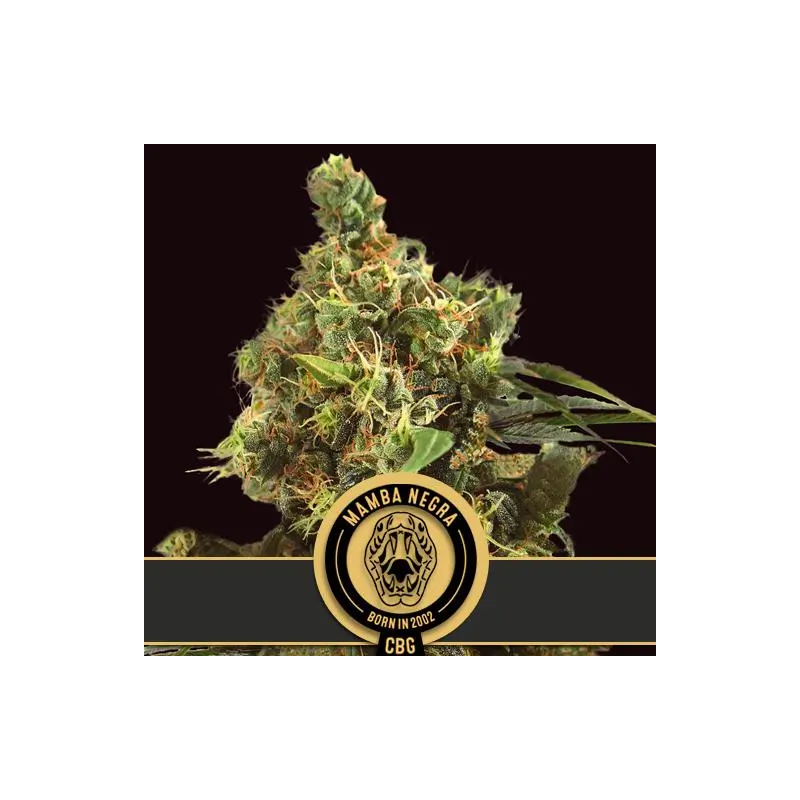 Blimburn Seeds Mamba Negra CBG Fem X3