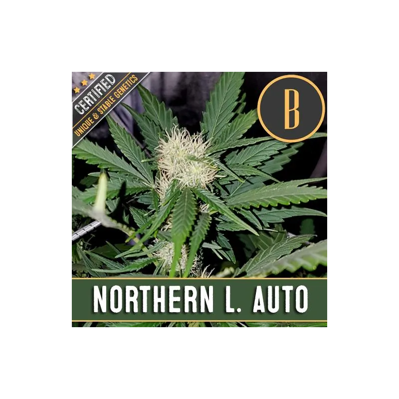 Blimburn Seeds Northern Lights Auto X3
