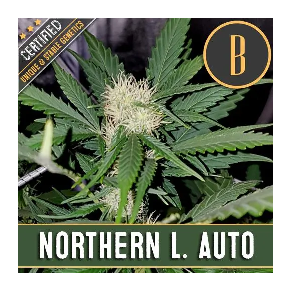 NORTHERN LIGHTS AUTO X3 -BLIMBURN SEEDS