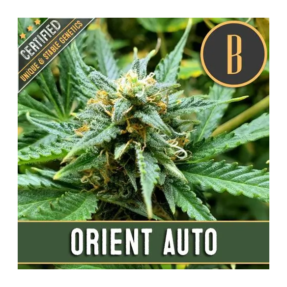 Blimburn Seeds Orient Auto X3