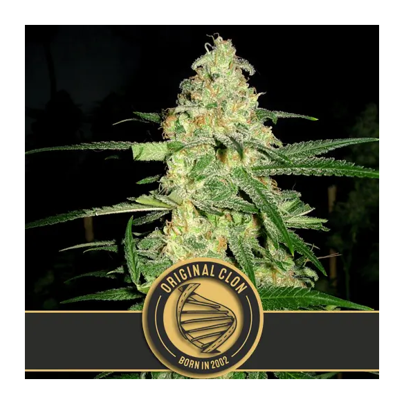 ORIGINAL CLON FEM X3 -BLIMBURN SEEDS