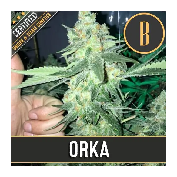 ORKA FEM X3 -BLIMBURN SEEDS