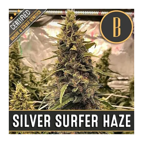 Blimburn Seeds Silver Surfer Haze Fem X3