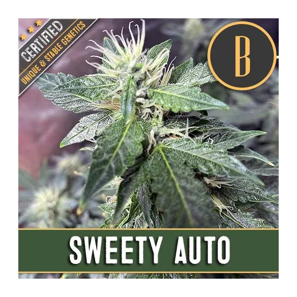 Blimburn Seeds Sweety Auto X3