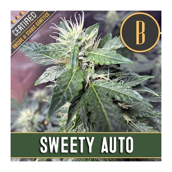 SWEETY AUTO X3 -BLIMBURN SEEDS