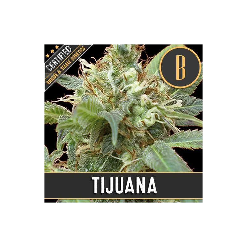 Blimburn Seeds Tijuana Fem X3