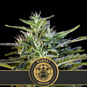 WOMBAT FEM X3 -BLIMBURN SEEDS