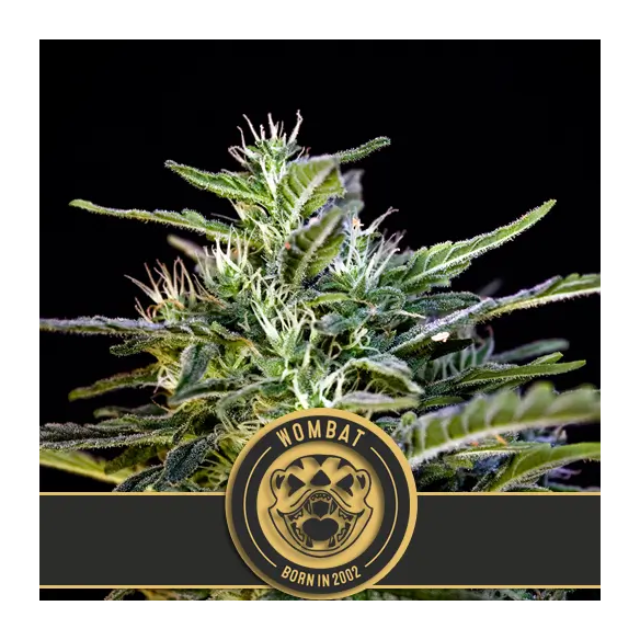 WOMBAT FEM X3 -BLIMBURN SEEDS