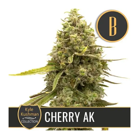 KYLE'S CHERRY AK FEM X3 -BLIMBURN SEEDS