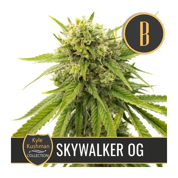 KYLE'S SKYWALKER OG FEM X3 -BLIMBURN SEEDS