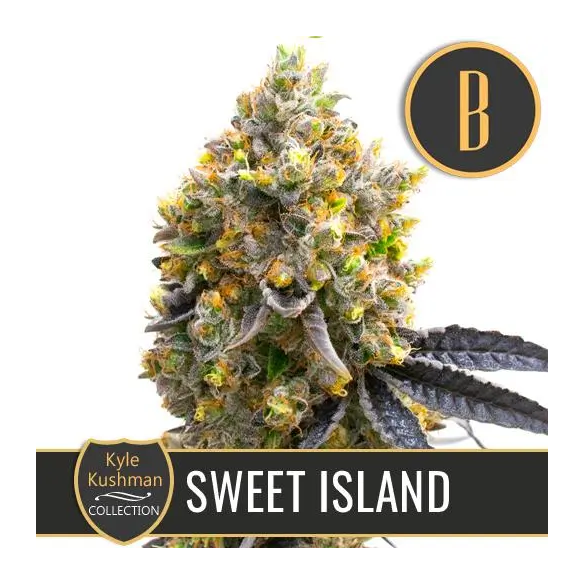 Blimburn Seeds Kyle's Sweet Island Fem X3