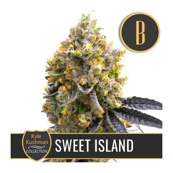 KYLE'S SWEET ISLAND FEM X3 -BLIMBURN SEEDS